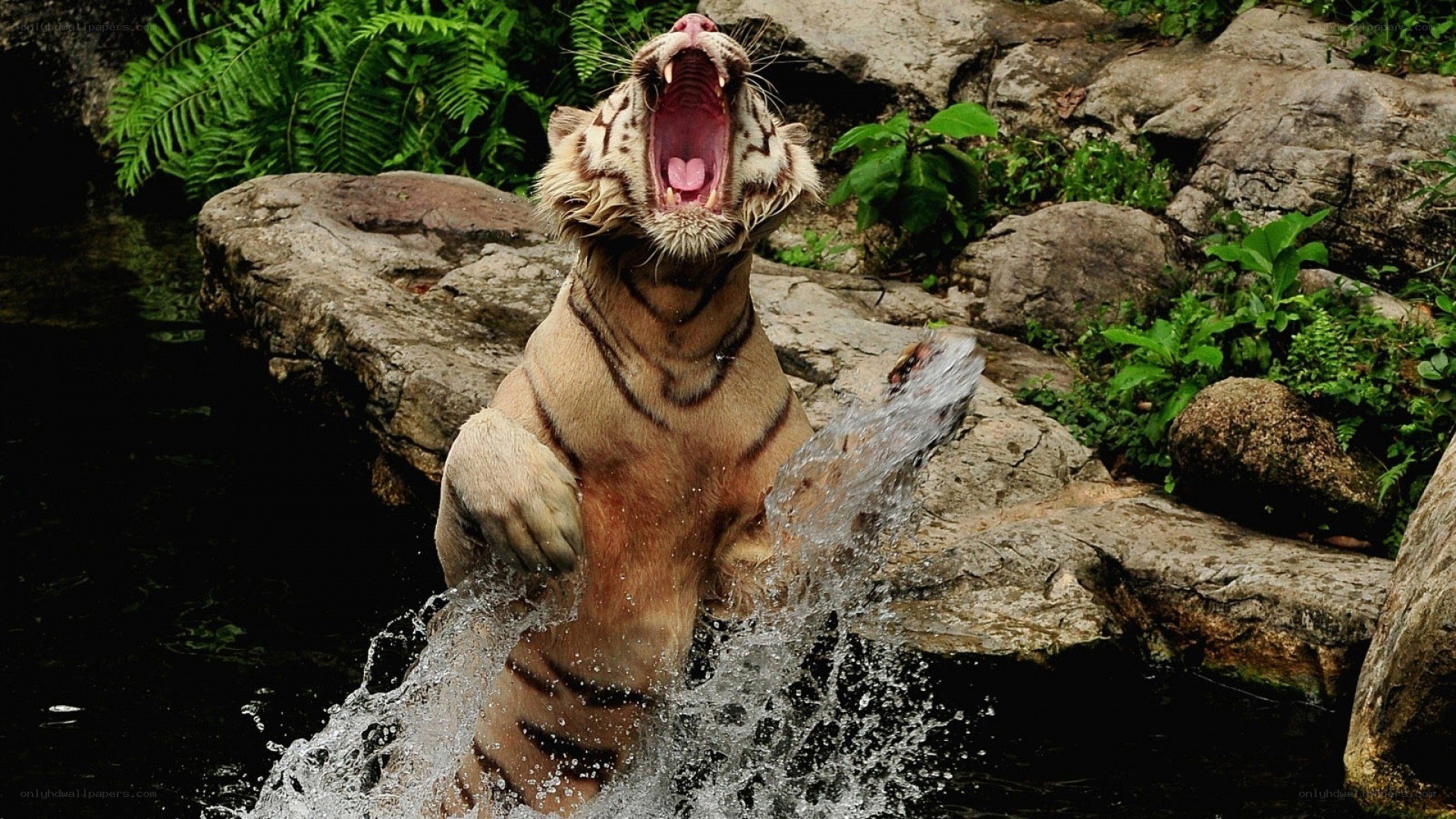 tiger splashing in water