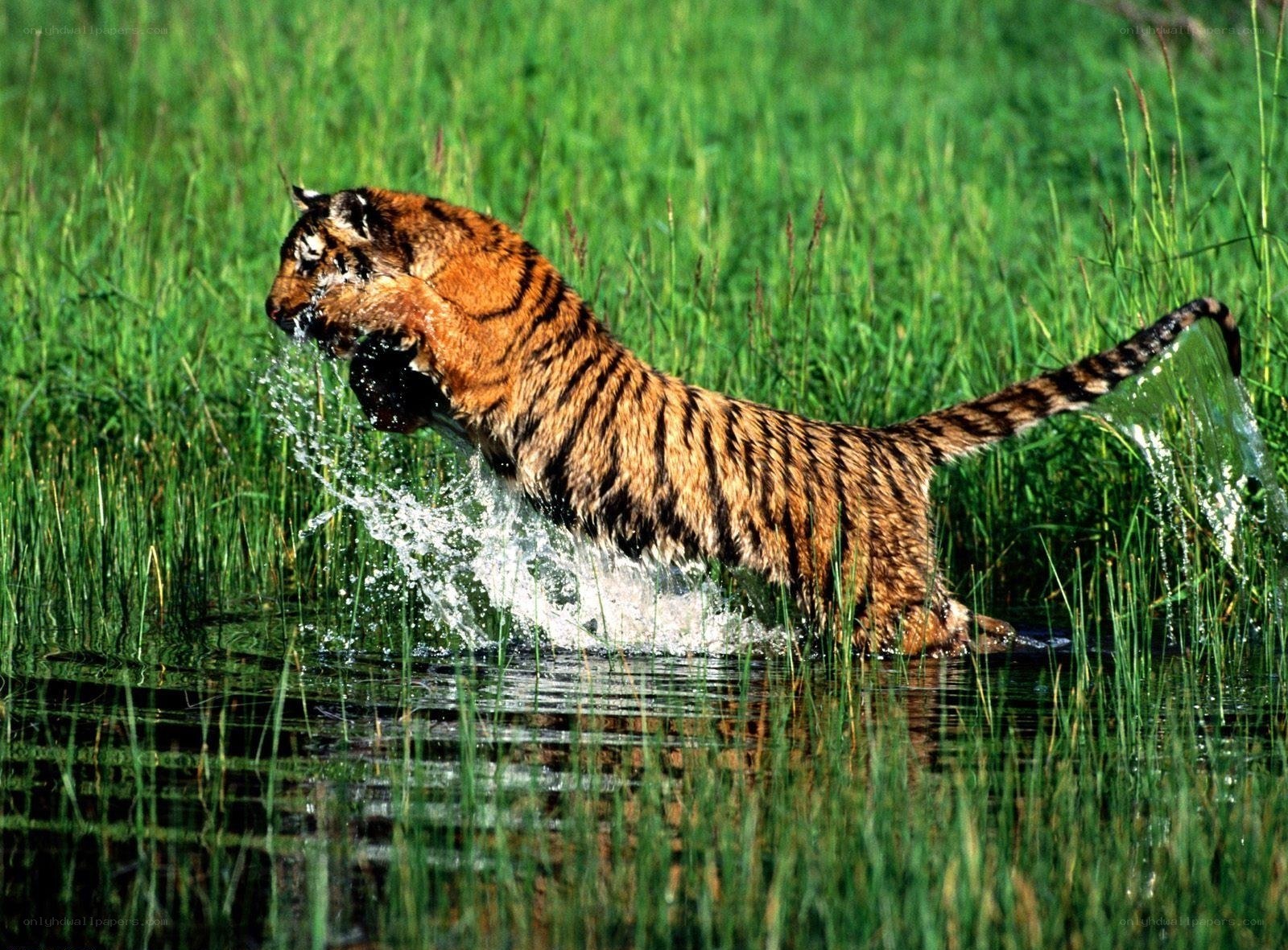 Tiger splashing in water