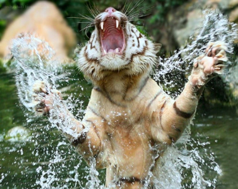 tiger splashing in water
