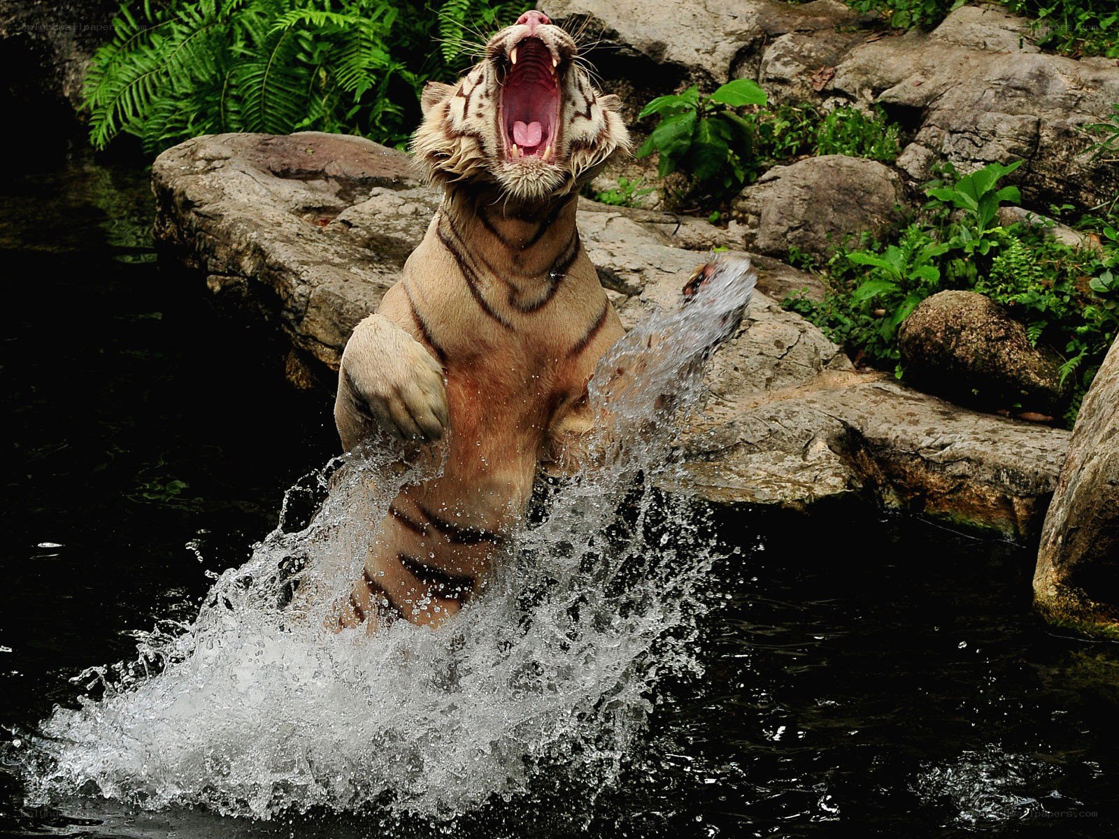 tiger splashing in water
