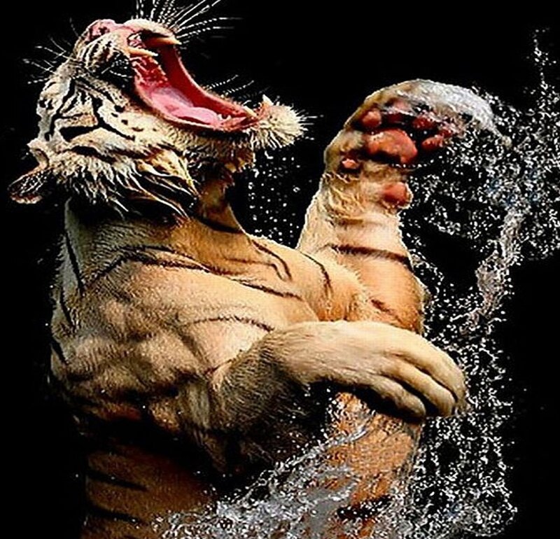 tiger splashing in water