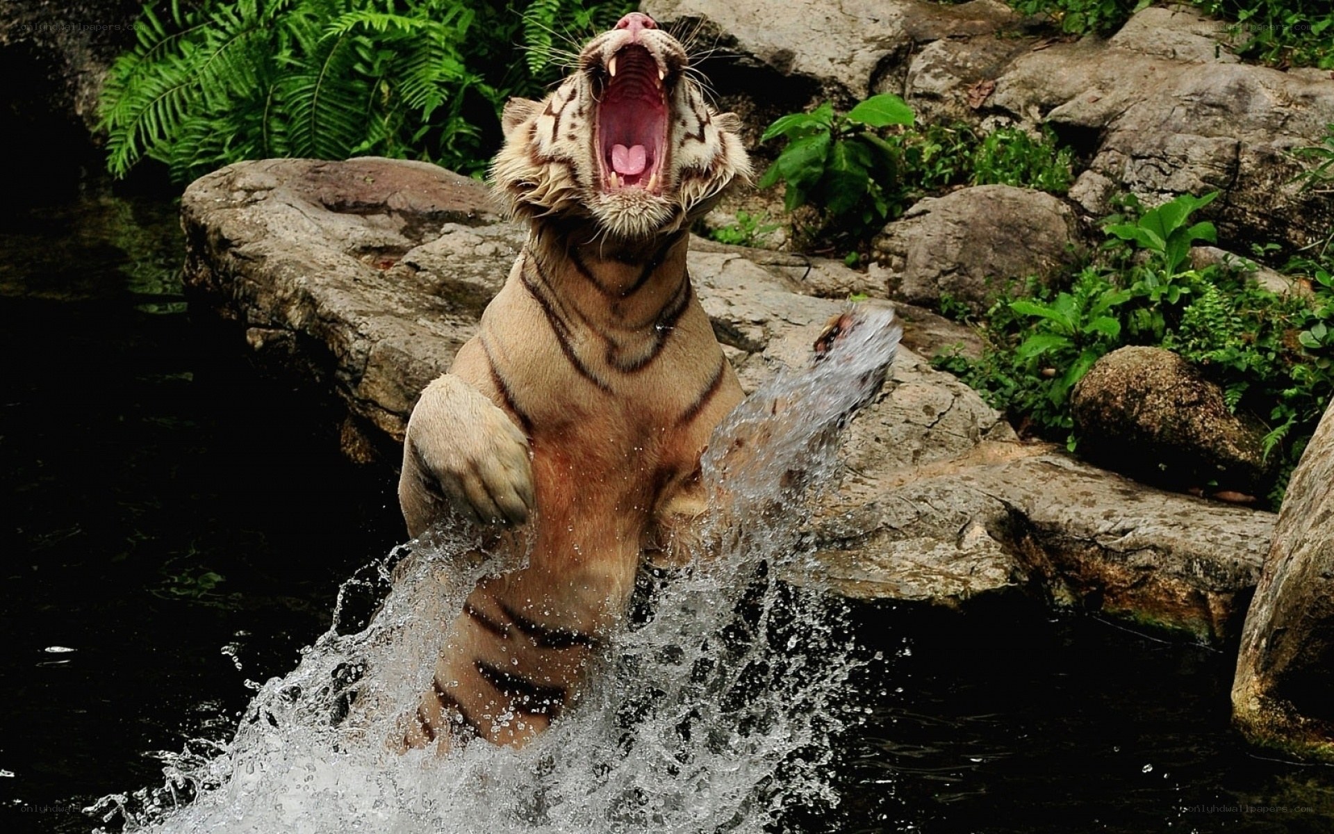 tiger splashing in water