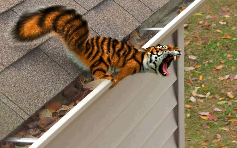 tiger-squirrel hybrid on roof