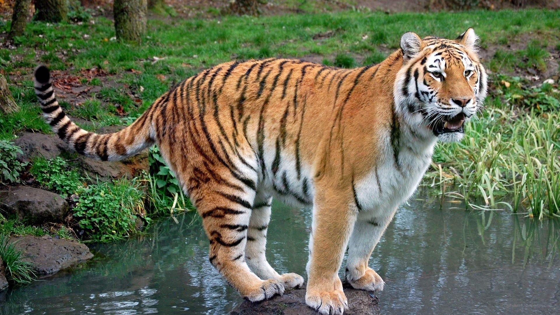 tiger standing by water
