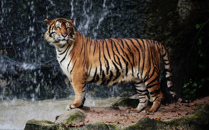 Tiger Standing by Waterfall
