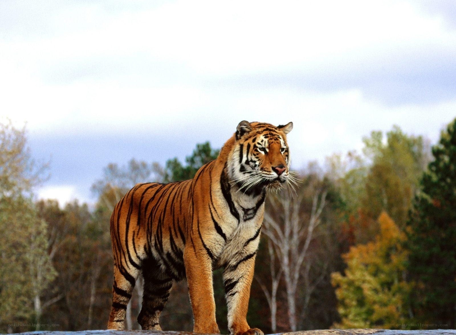 Tiger standing in forest