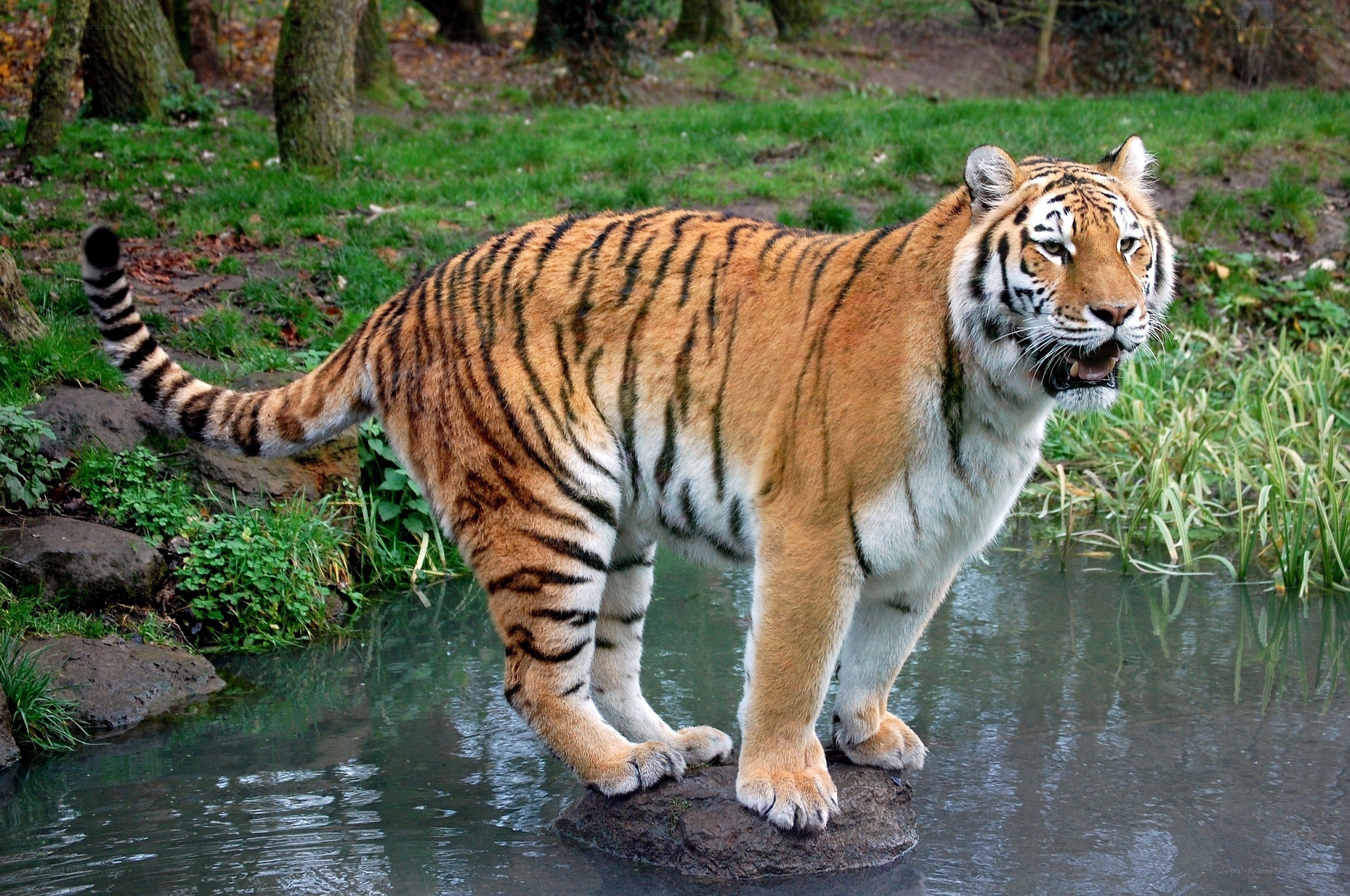 Tiger standing in water