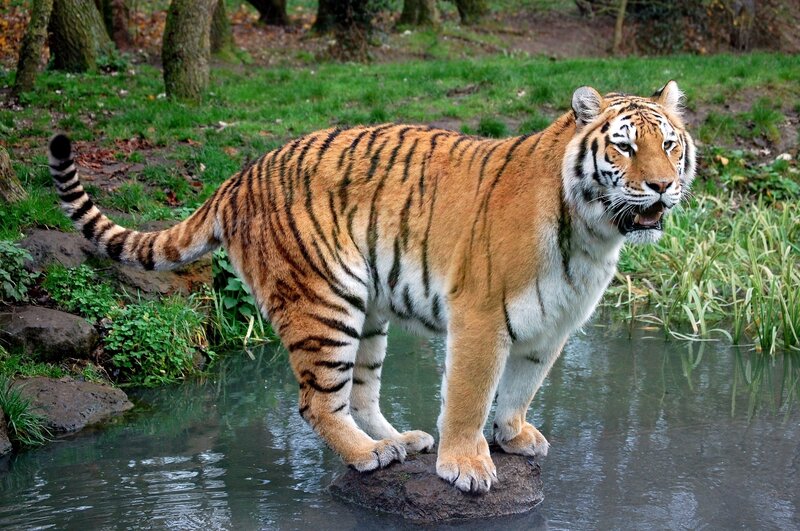 Tiger Standing in Water — Orange, Alert, Afternoon