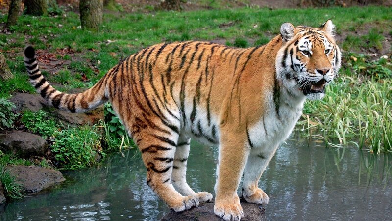 Tiger Standing in Water — Orange, Alert, Photograph, Grass