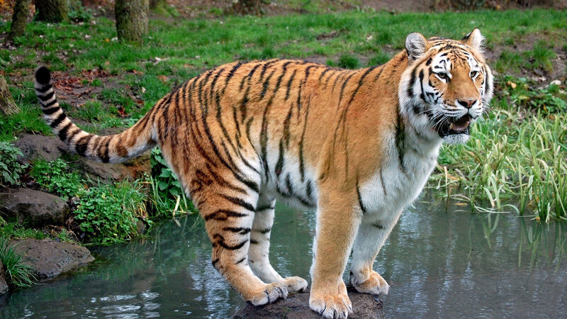 Tiger Standing in Water — Orange, Alert