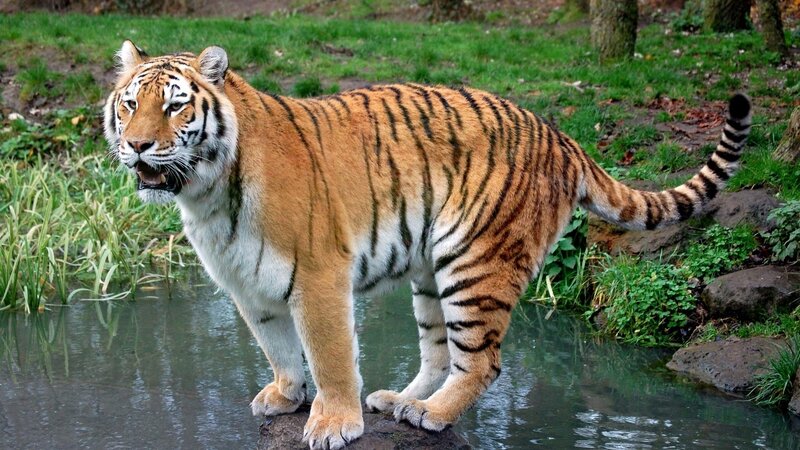 Tiger Standing in Water — Orange, Natural