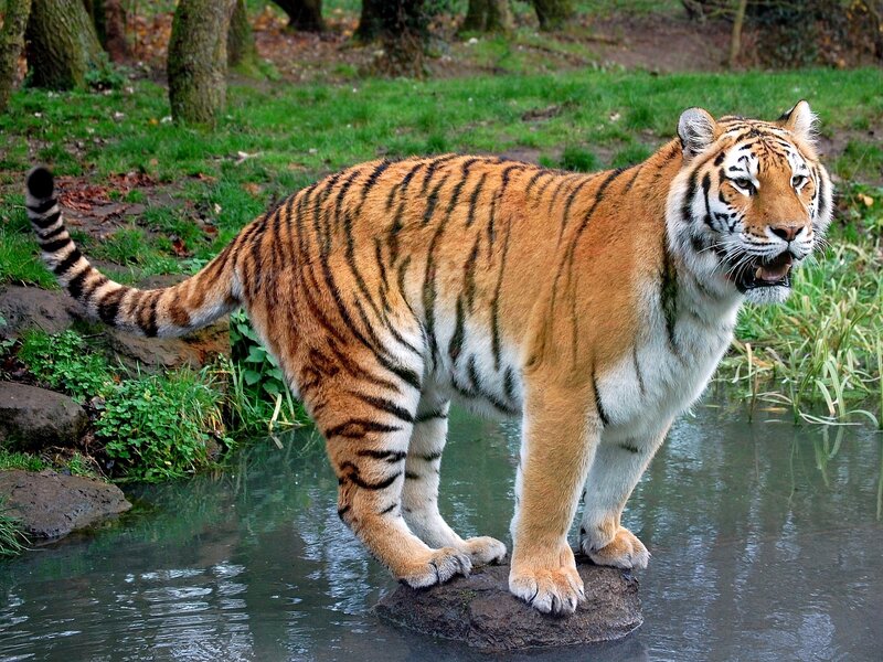 Tiger Standing in Water — Orange