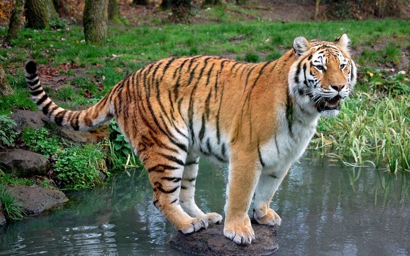 Tiger standing in water