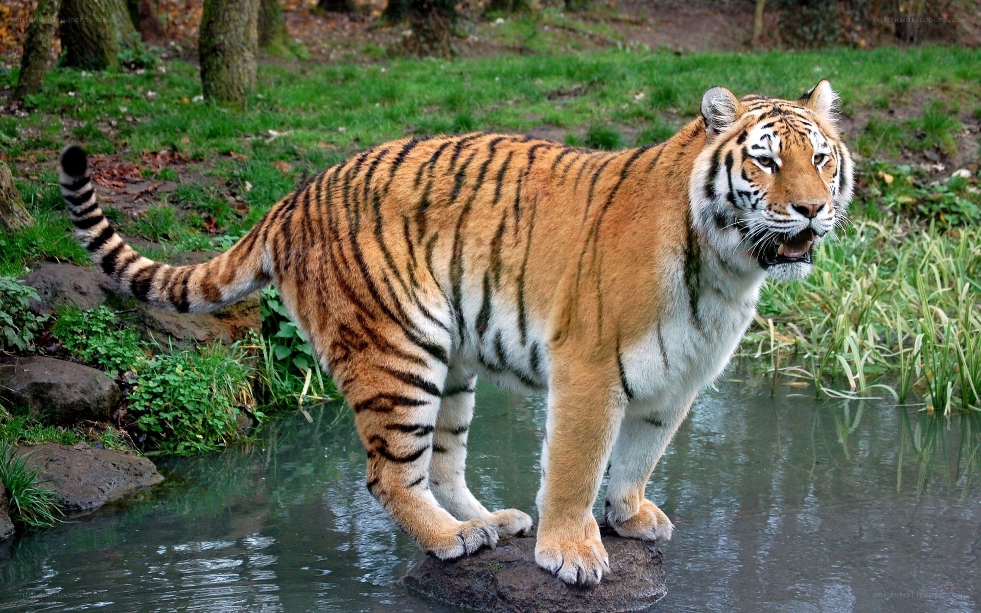 Tiger standing in water