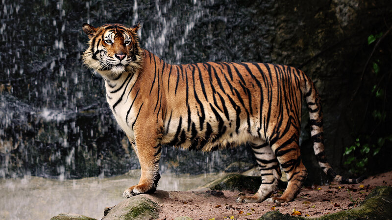 Tiger Standing Near Waterfall
