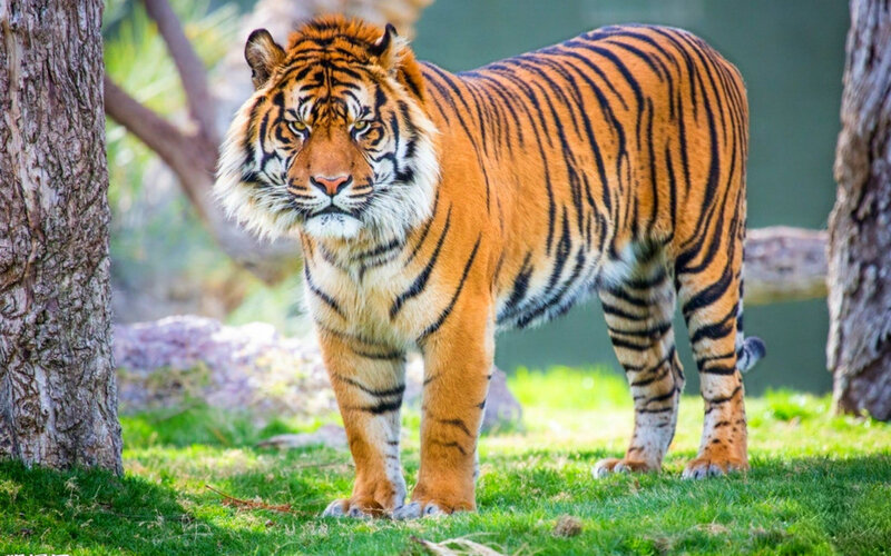 Tiger Standing on Grass — Orange