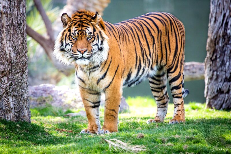Tiger Standing on Grass