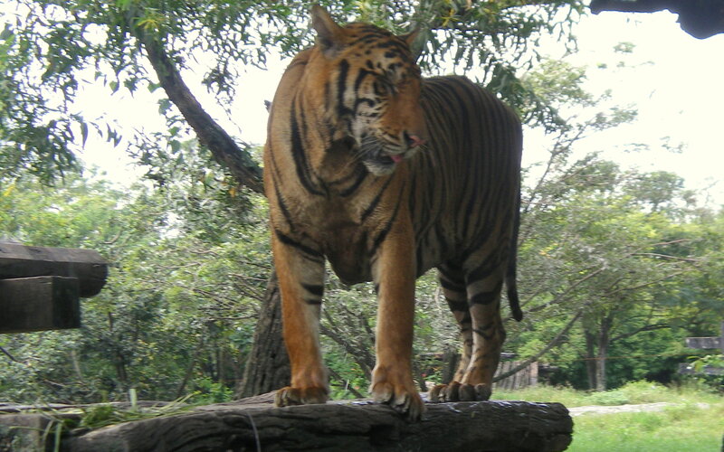 Tiger Standing on Log