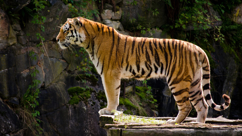 Tiger Standing on Platform