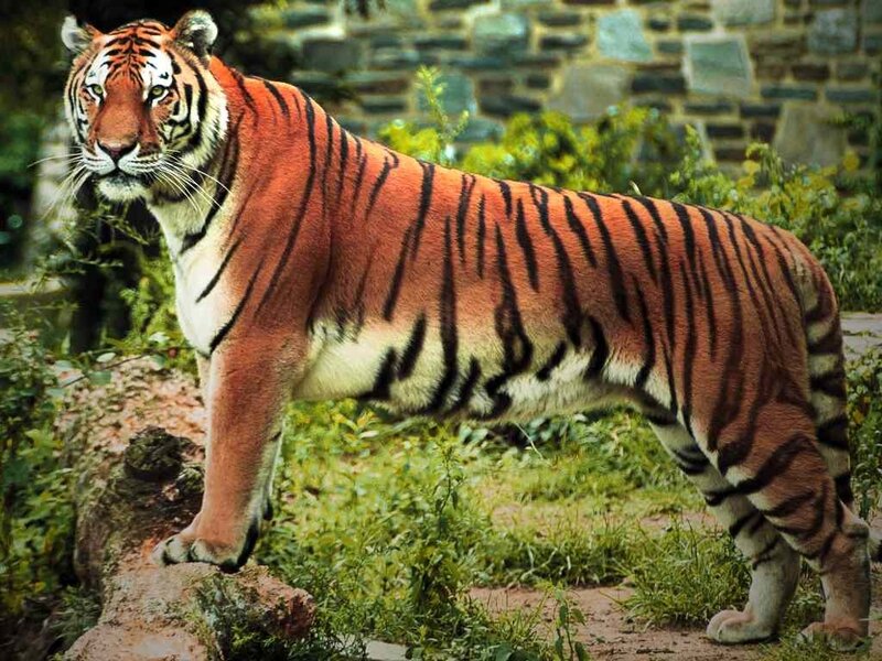 Tiger Standing on Rock — Orange, Alert, Afternoon, Photograph, Plants