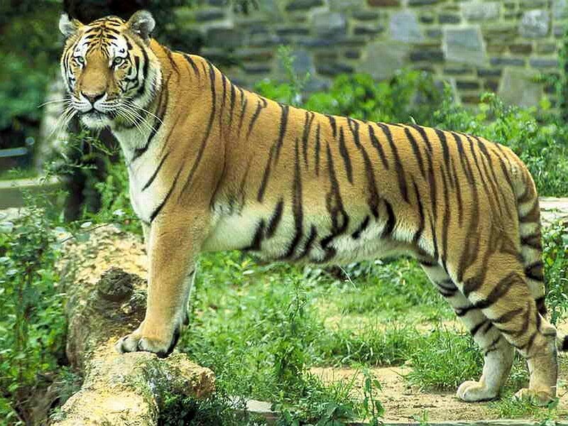 Tiger Standing on Rock — Orange, Alert, Afternoon