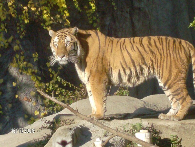 Tiger Standing on Rock — Orange, Alert, Autumn, Photograph, Tree