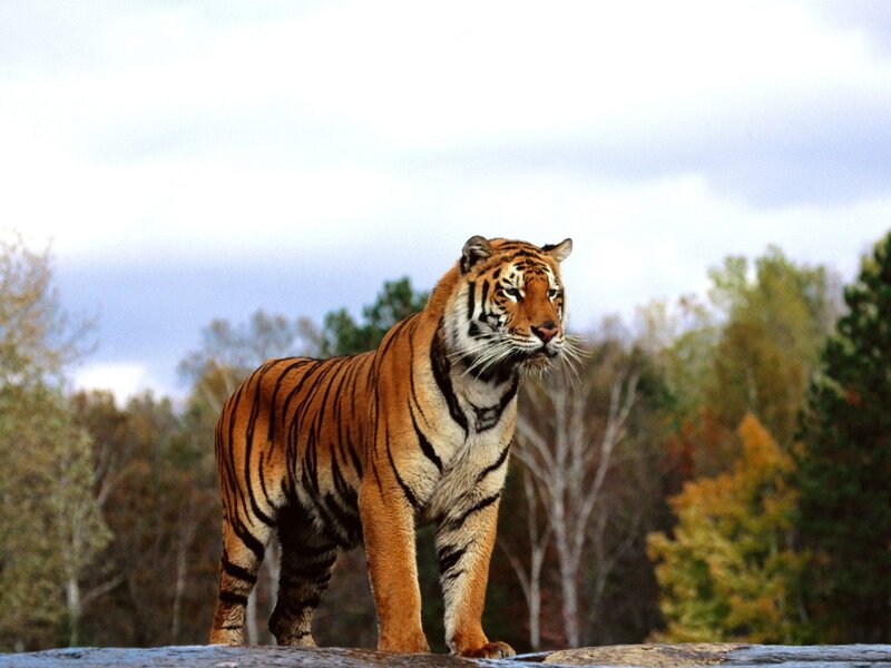 Tiger Standing on Rock — Orange, Alert, Autumn