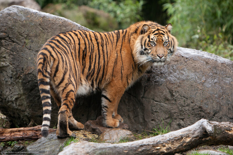Tiger Standing on Rock — Orange, Alert, Photograph, Log