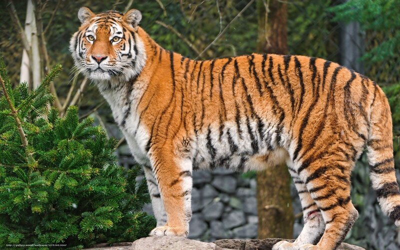 Tiger Standing on Rock — Orange, Alert, Photograph, Tree, Conifer