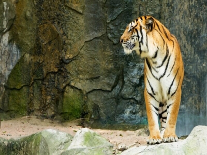Tiger Standing on Rock — Orange, Alert
