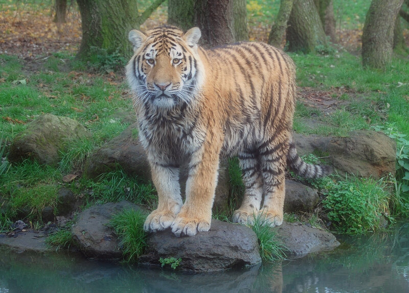 Tiger Standing on Rock — Orange, Calm