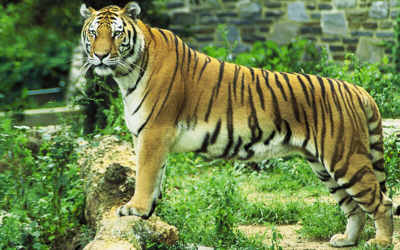 Tiger Standing on Rock — Orange