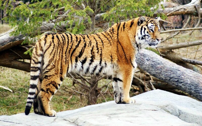 Tiger Standing on Rock