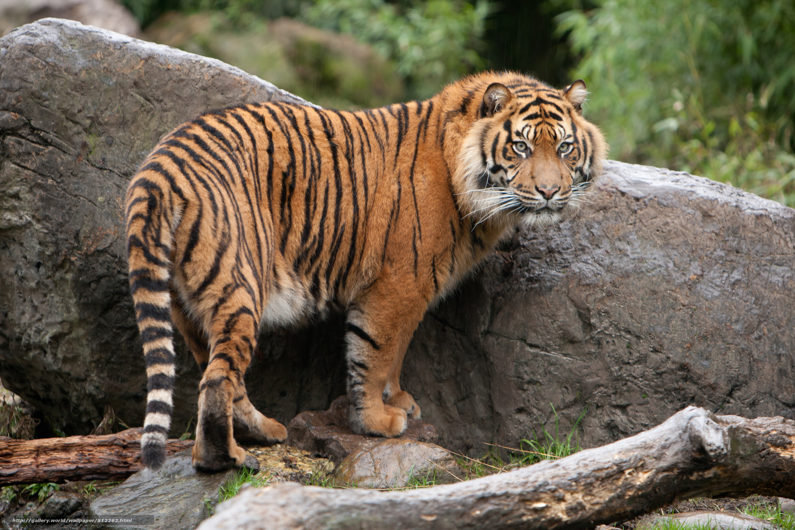 Tiger standing on rocks