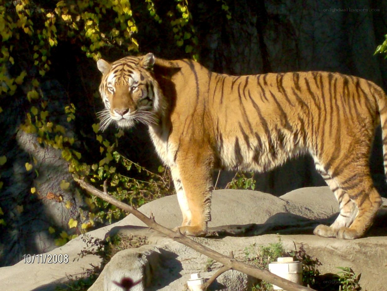 tiger standing on rocks