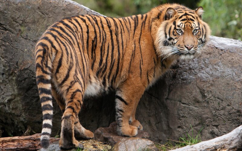 Tiger Standing on Rocks — Orange, Alert, Photograph