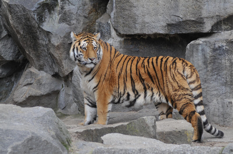Tiger Standing on Rocks — Orange