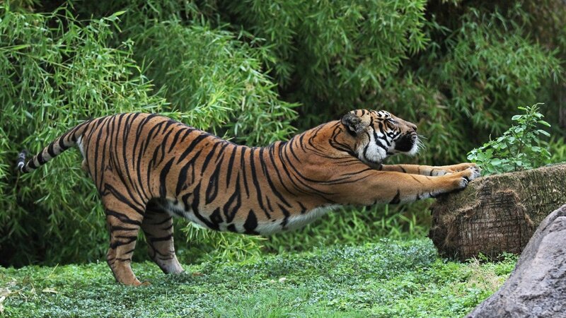 Tiger Stretching — Green, Calm, Afternoon