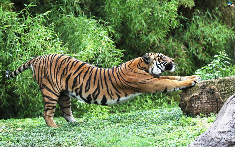 Tiger Stretching — Green, Calm