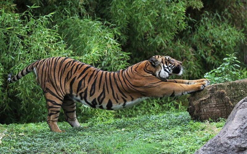 Tiger Stretching — Green, Natural