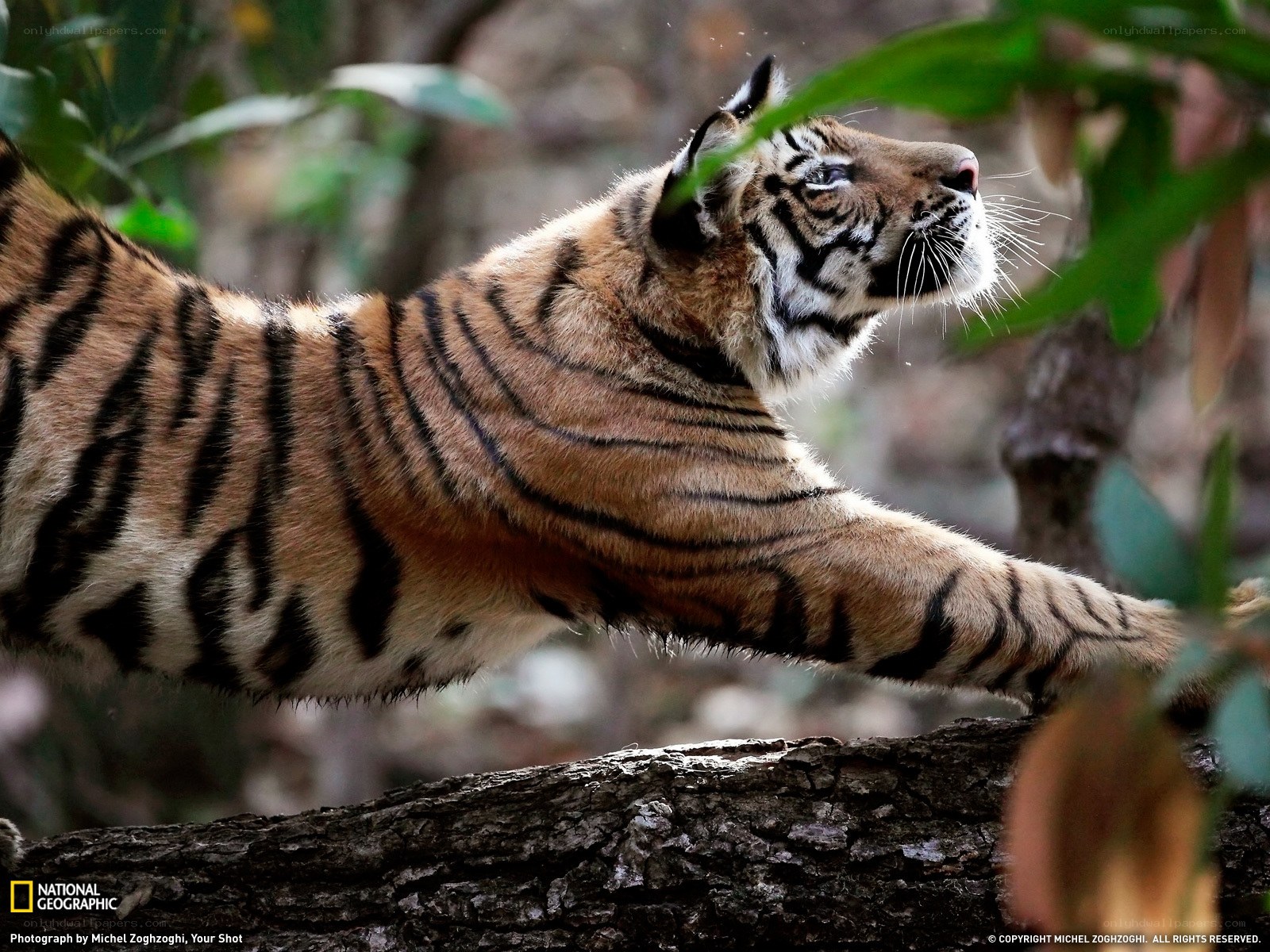 Tiger stretching in forest