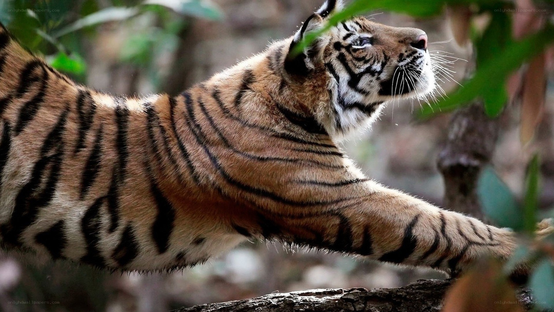 tiger stretching in forest