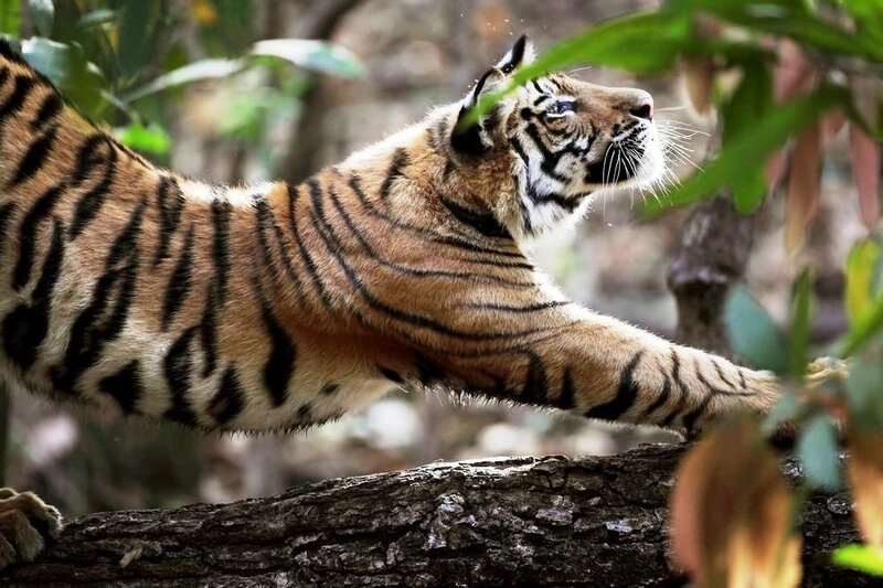 tiger stretching in forest