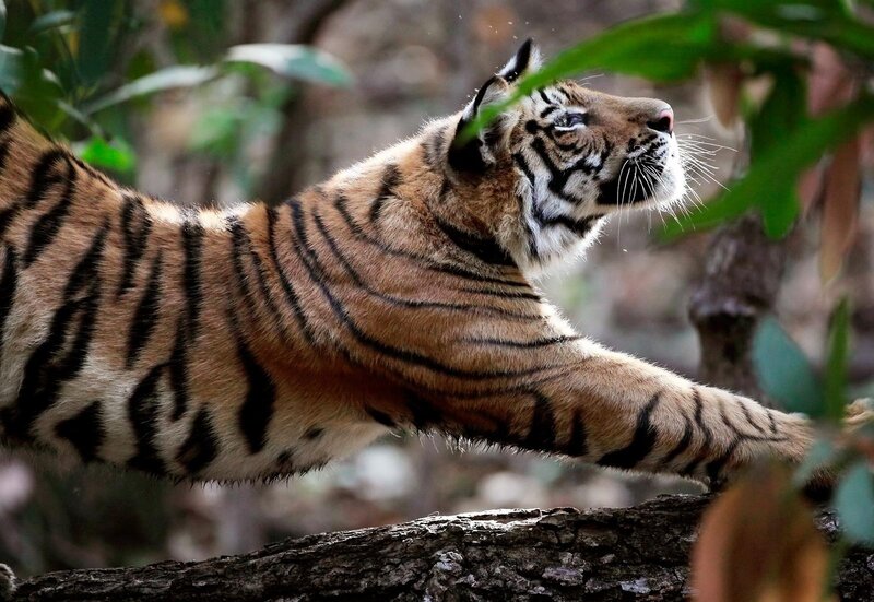 Tiger Stretching in Forest — Brown