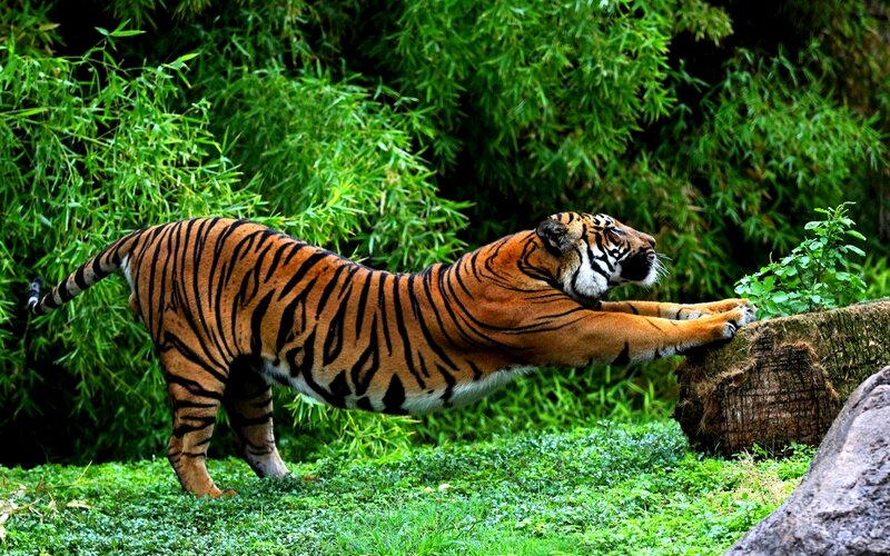 Tiger Stretching in Forest — Green