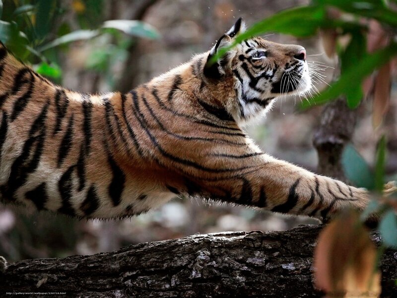 tiger stretching in forest