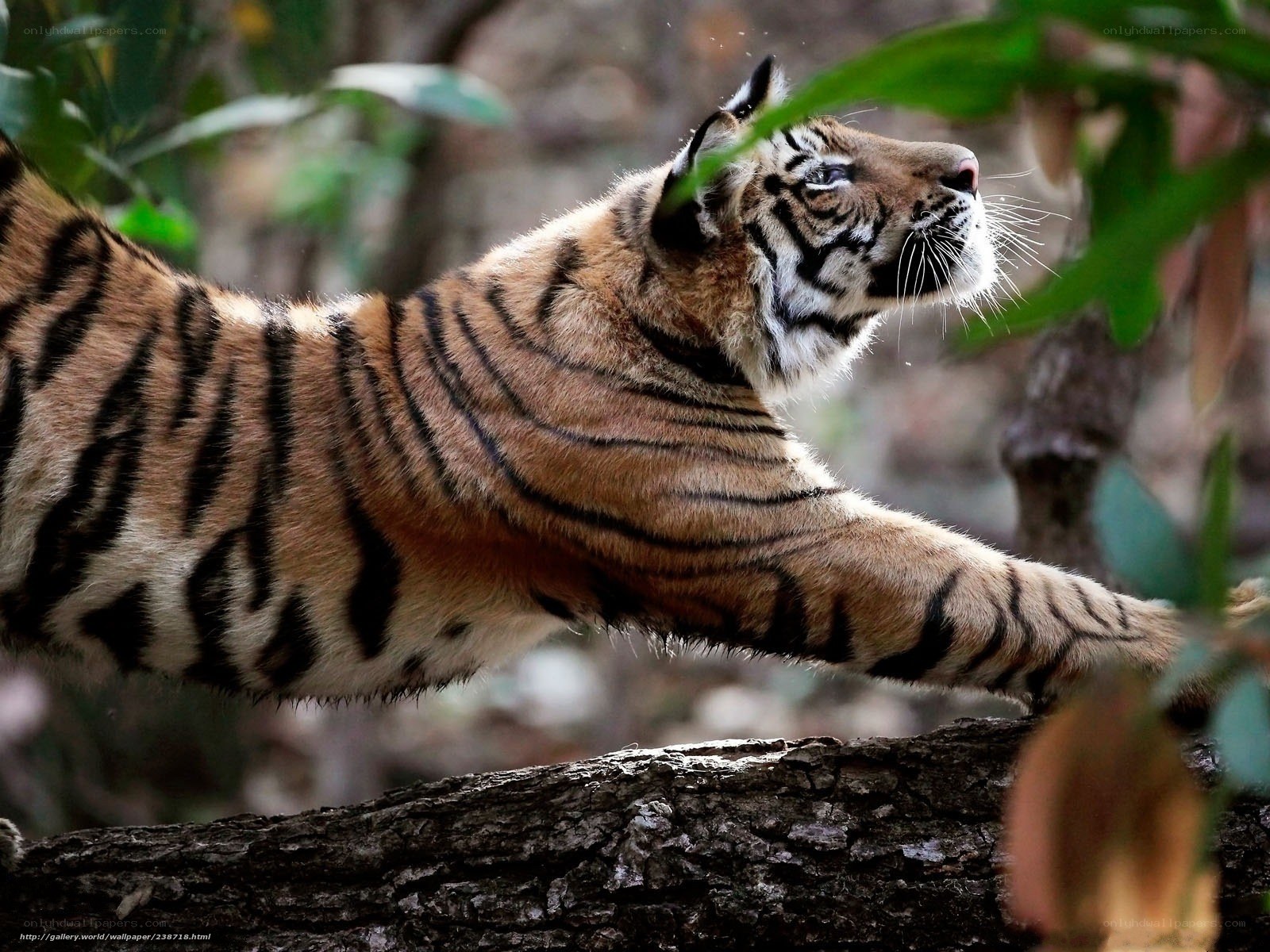 tiger stretching in forest