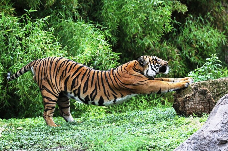 Tiger stretching in the forest