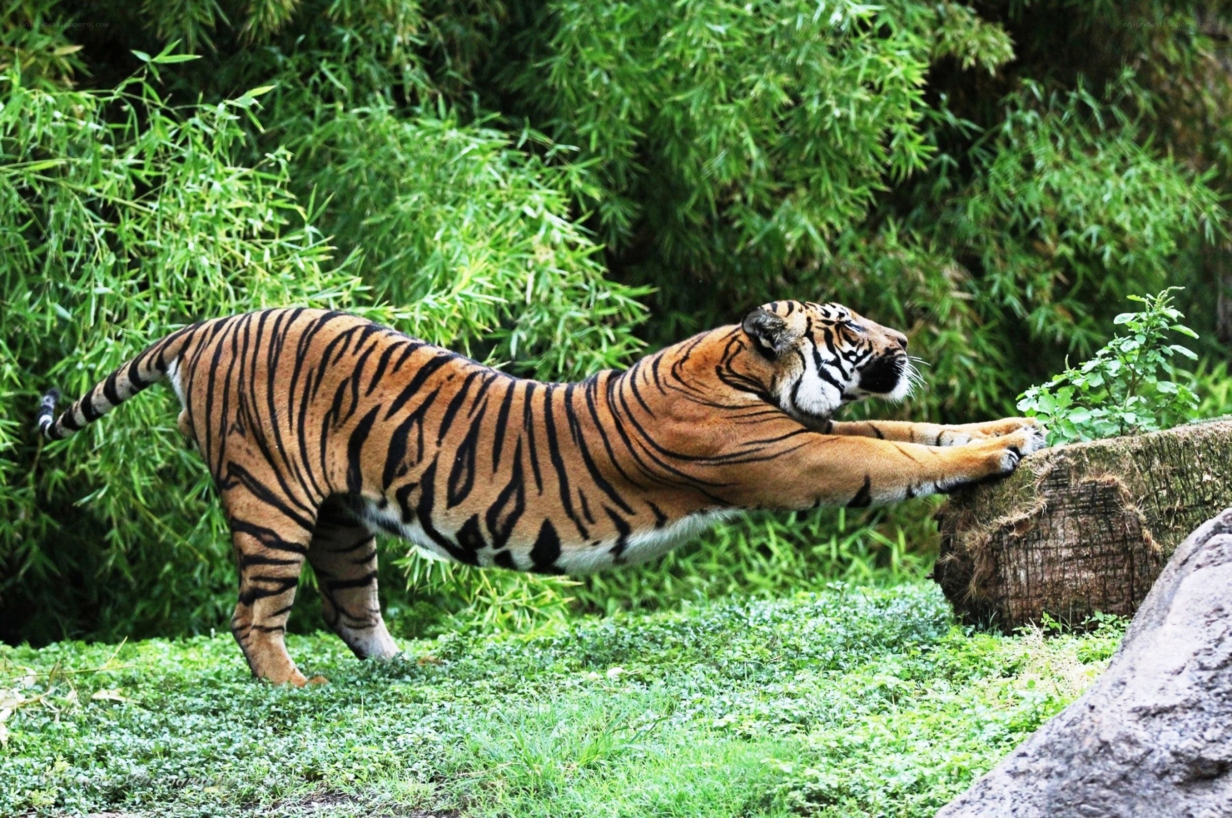 Tiger stretching in the forest