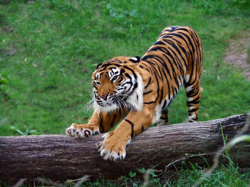 Tiger stretching on a log